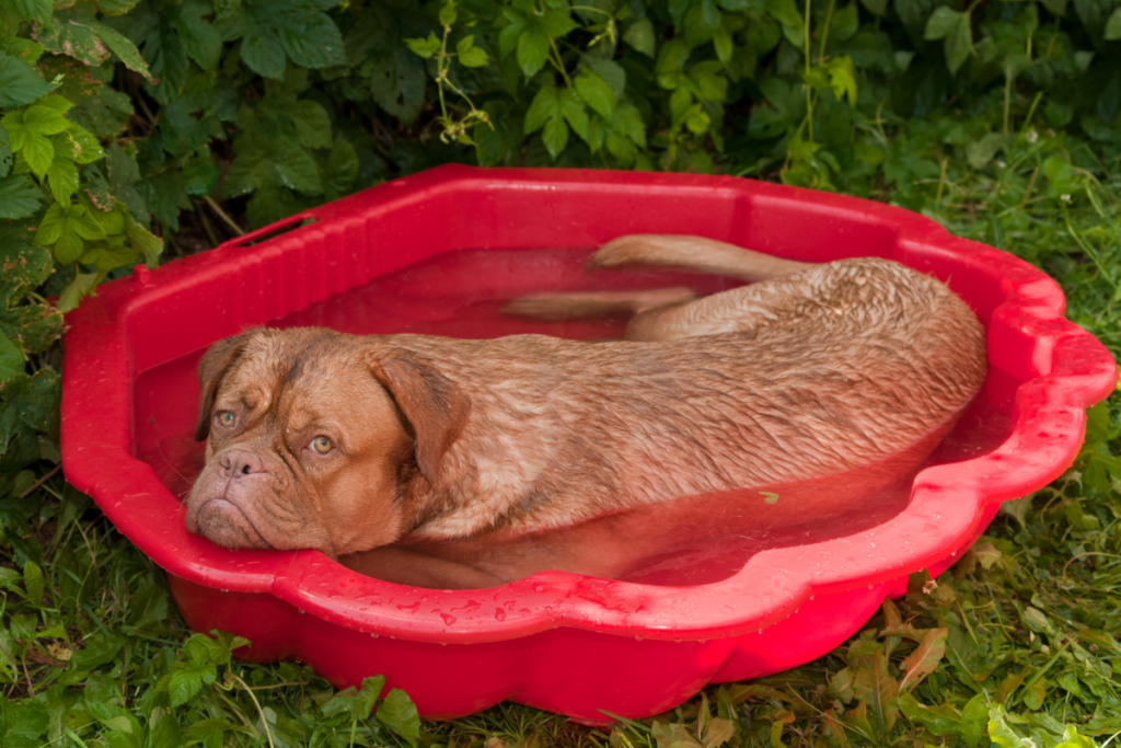 dog in a small pool
