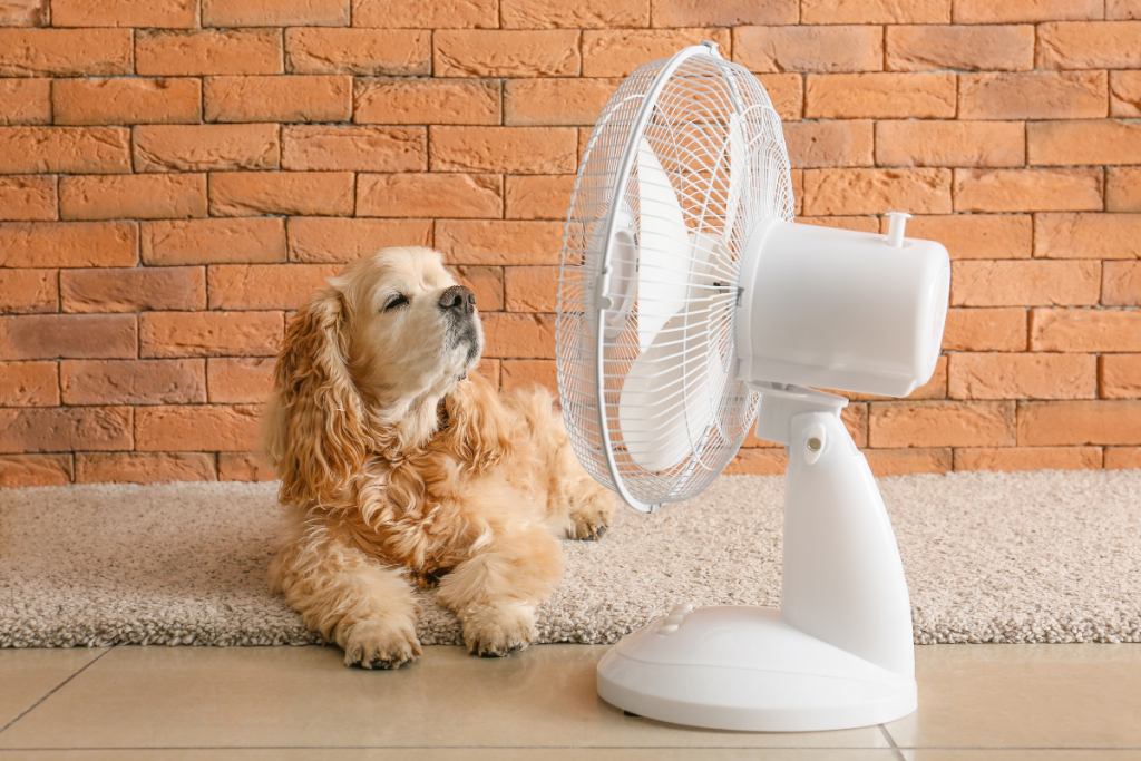 dog relaxing in front of fan