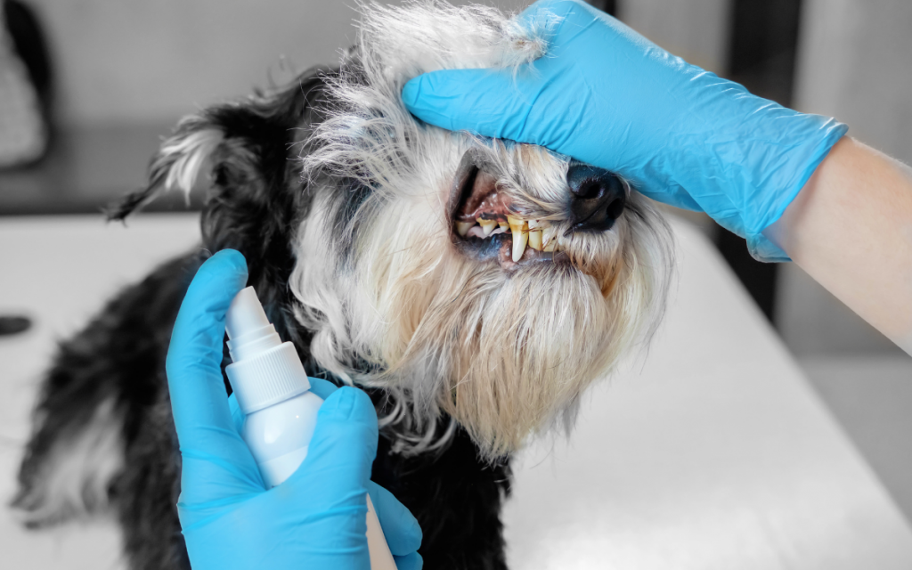 dog getting teeth sprayed