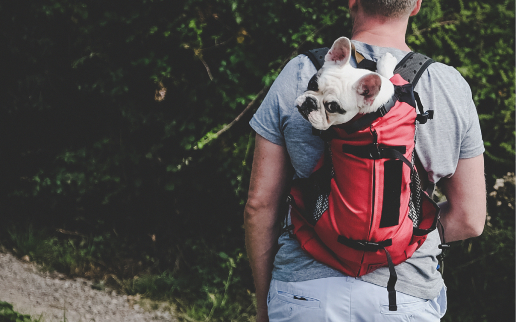 french bulldog in a backpack