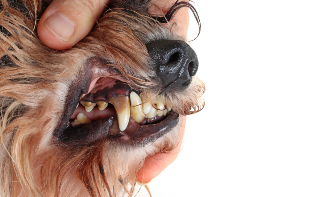 closeup of dog teeth