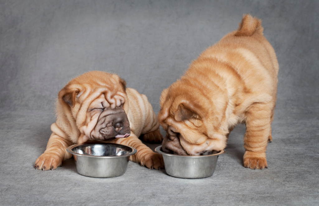 two chow chow puppies eating from a bowl