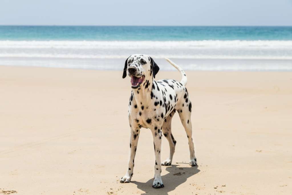 Dalmatian playing on the beach