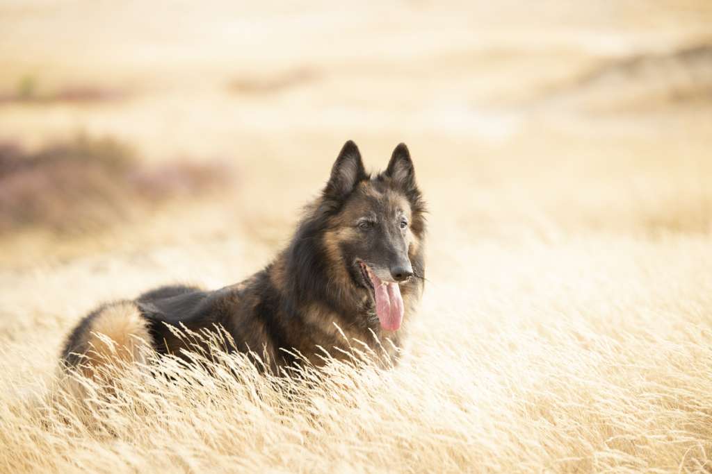 Belgian Shepherd sitting in 
heather grass
