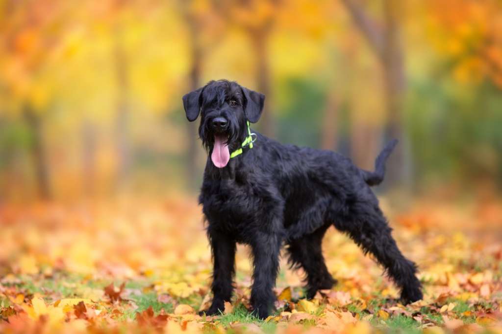 Giant Schnauzer  standing in yellow and orange fall leaves