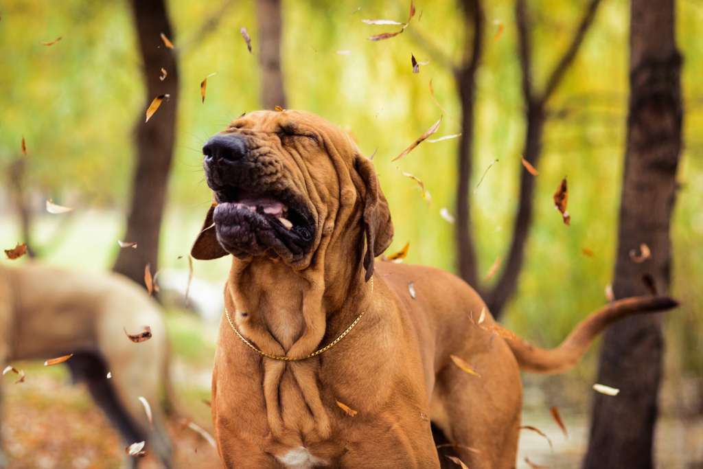 Sneezing Brazilian Mastiff