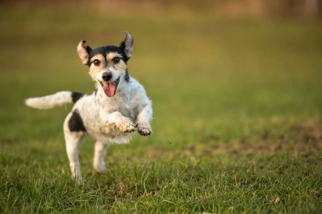Jack Russell Terrie runs through a green meadow in spring