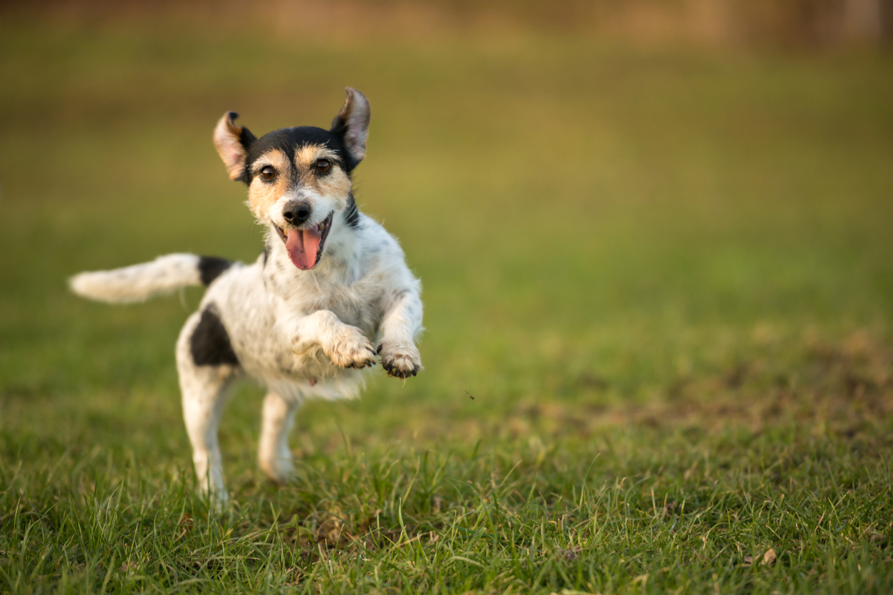 Dog Hip Score: What Is It & How Is It Calculated? | BARK Post