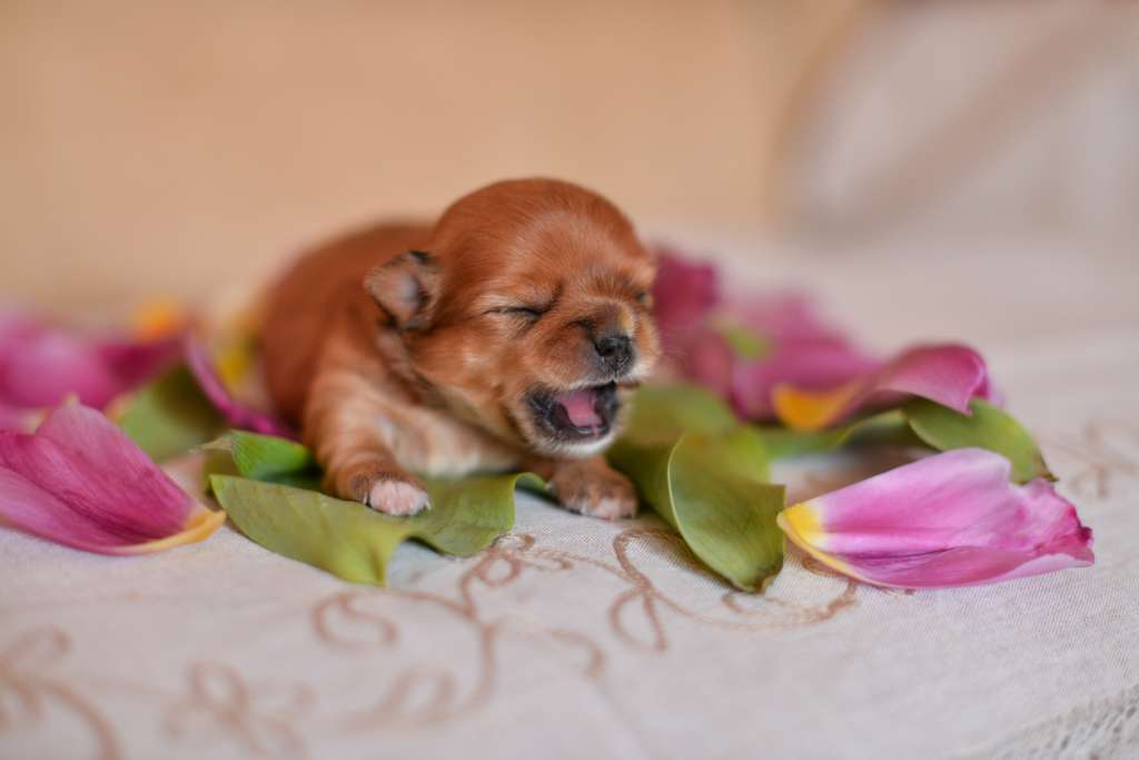 Chihuahua puppy sneezes in flower petals