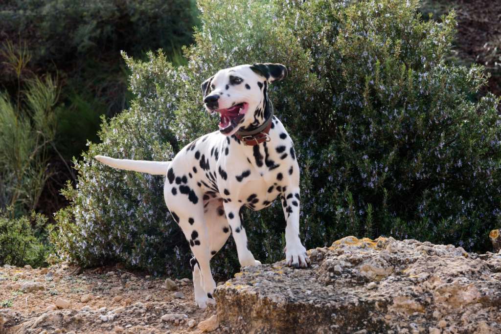 Dalmatian standing on a rock while on a hike