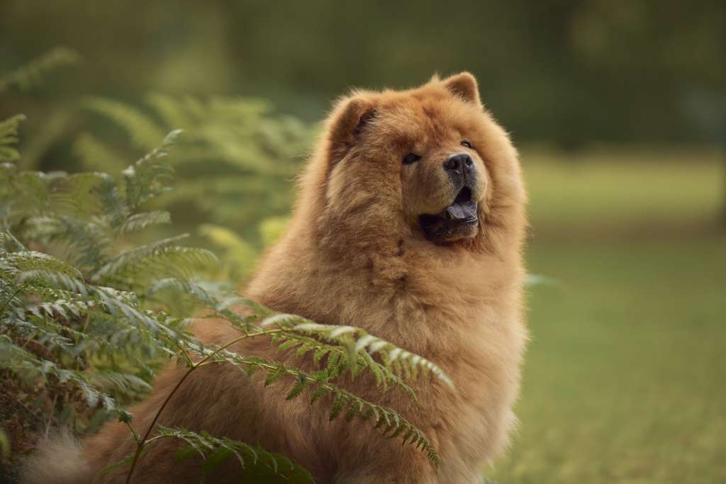 A smiling Chow Chow behind some ferns