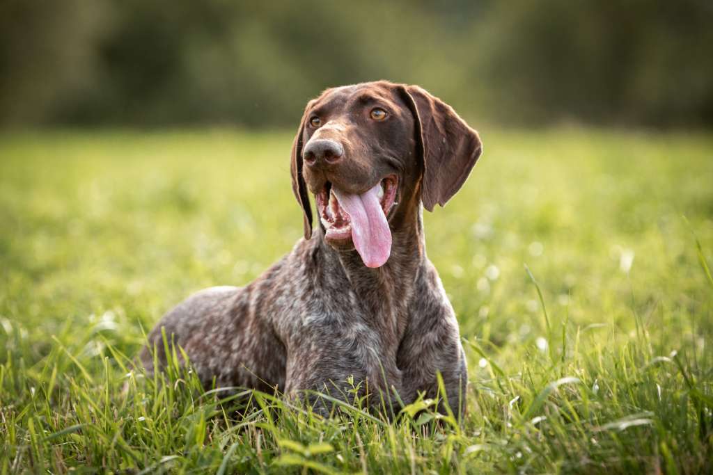 German Shorthaired Pointer smiling while sitting in grass