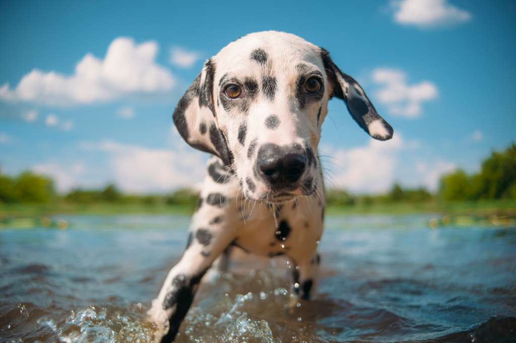 wet dalmatian in a lake