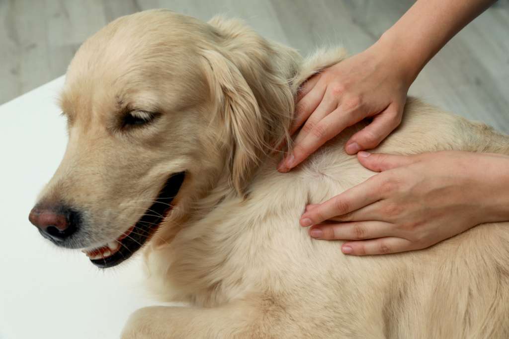 Dog having its skin examined