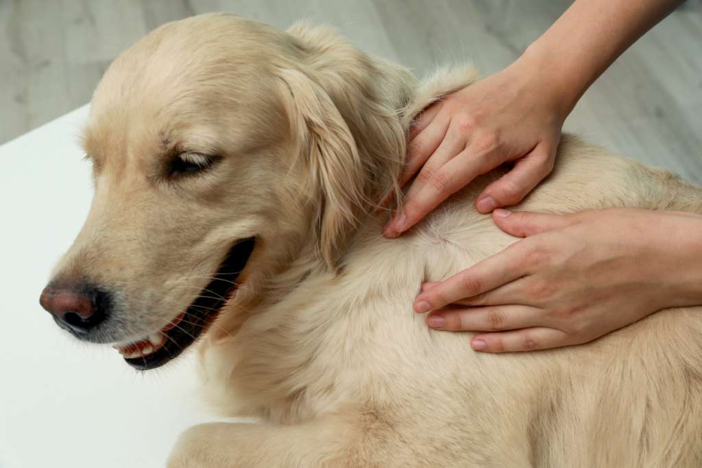 Skin Cancer In Dogs Types Symptoms Treatment BARK Post