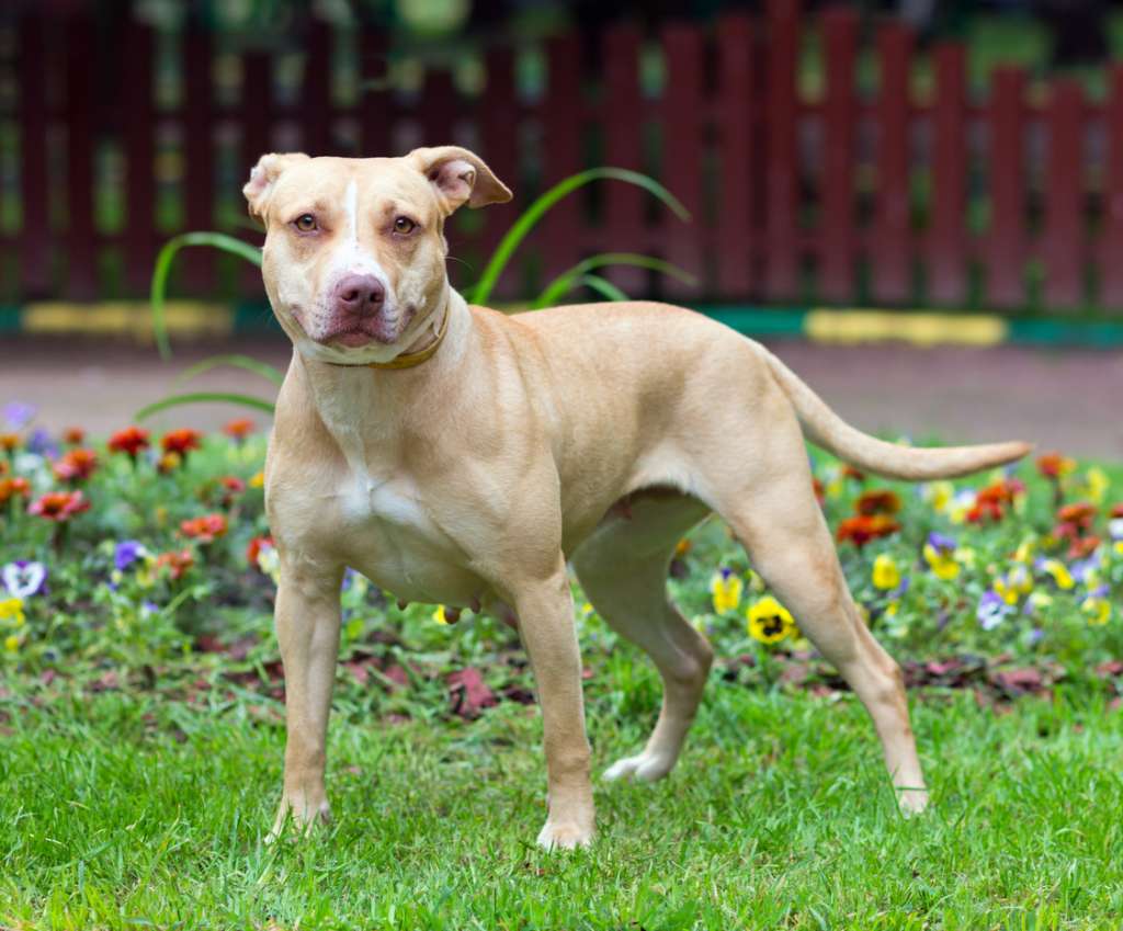 An American Pit Bull Terrier standing in front of a flower bed