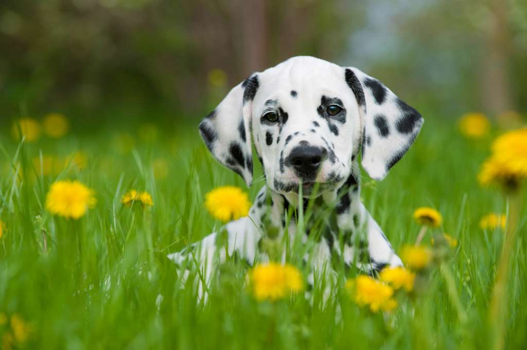Dalmatian puppy in a spring meadow