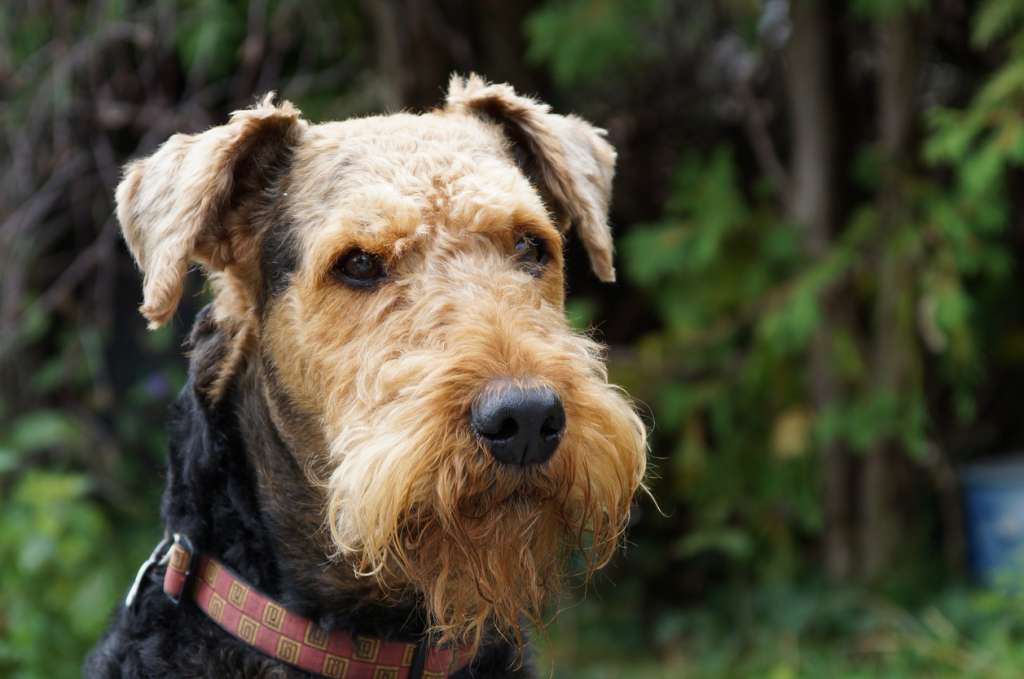 A stoic Airedale Terrier