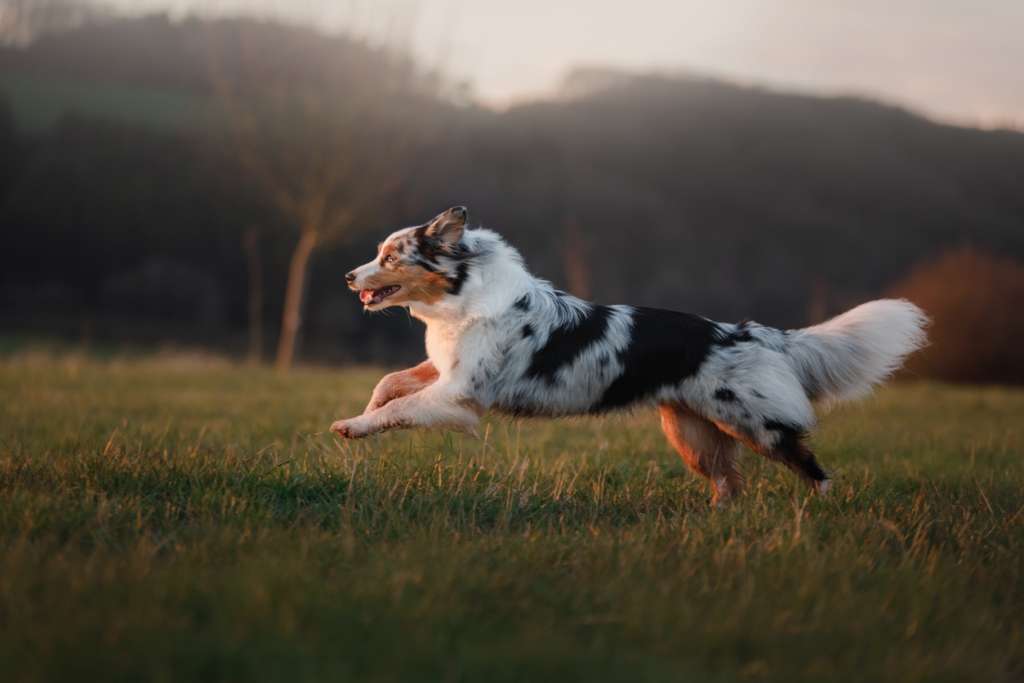 Australian shepherd running in a field