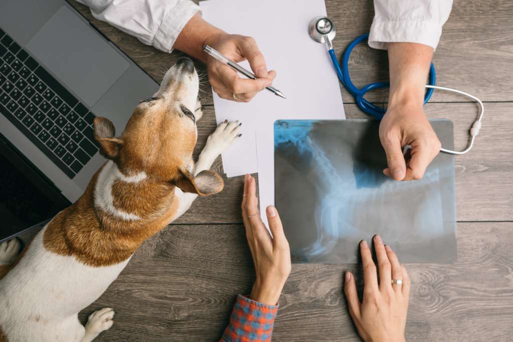 Dog and owner consulting with vet about x-ray results