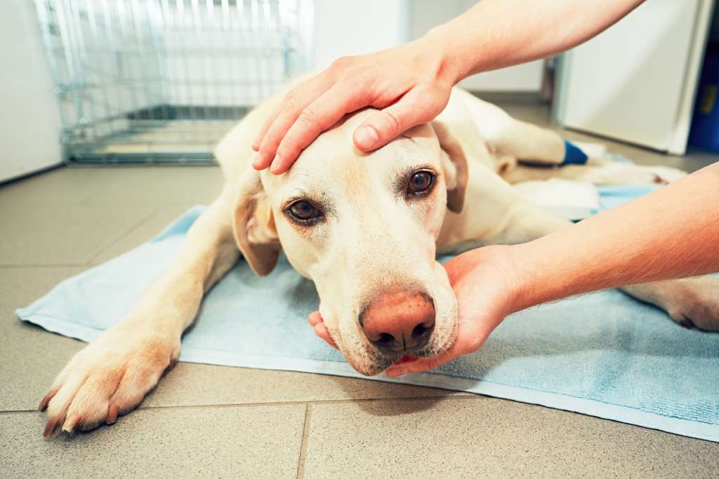 yellow lab at the vet
