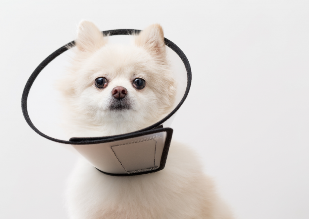 puppy in a cone