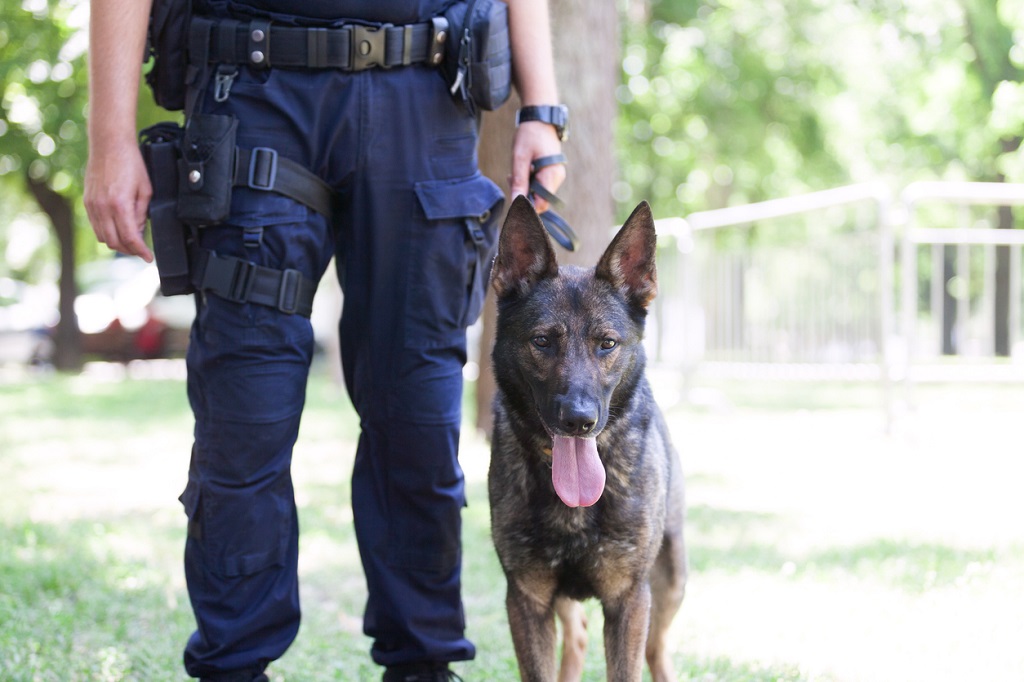 police dog belgian malinois