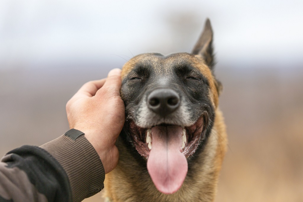 belgian malinois being pet on the face