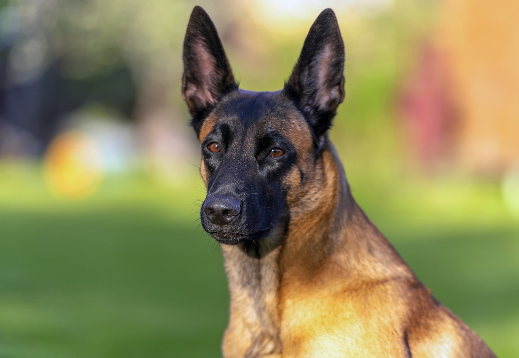 belgian malinois with black face