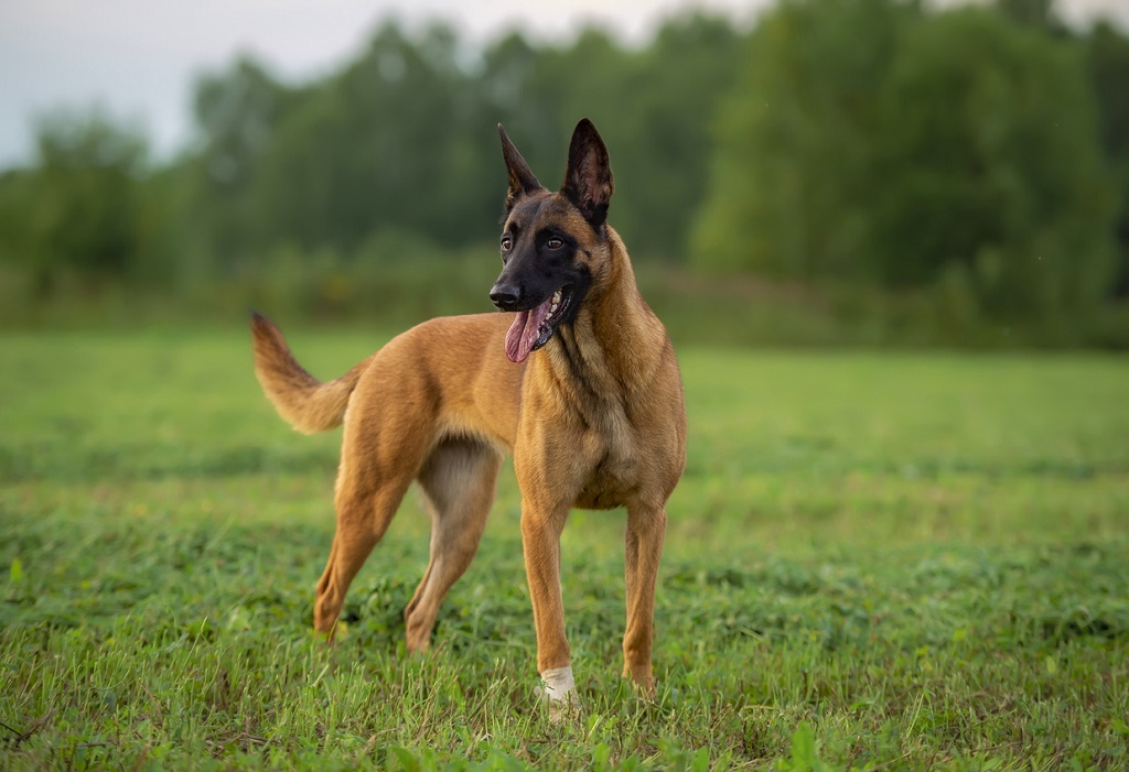 Belgian Malinois Breed Information Guide: Photos, Traits, & Care