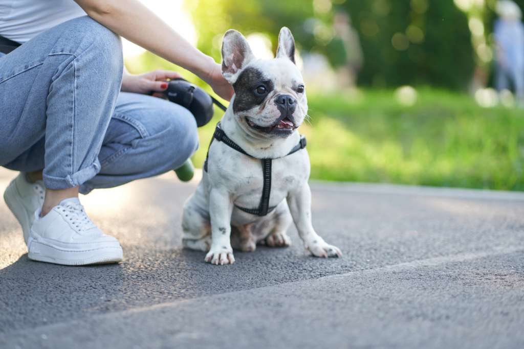 french bull dog in the park