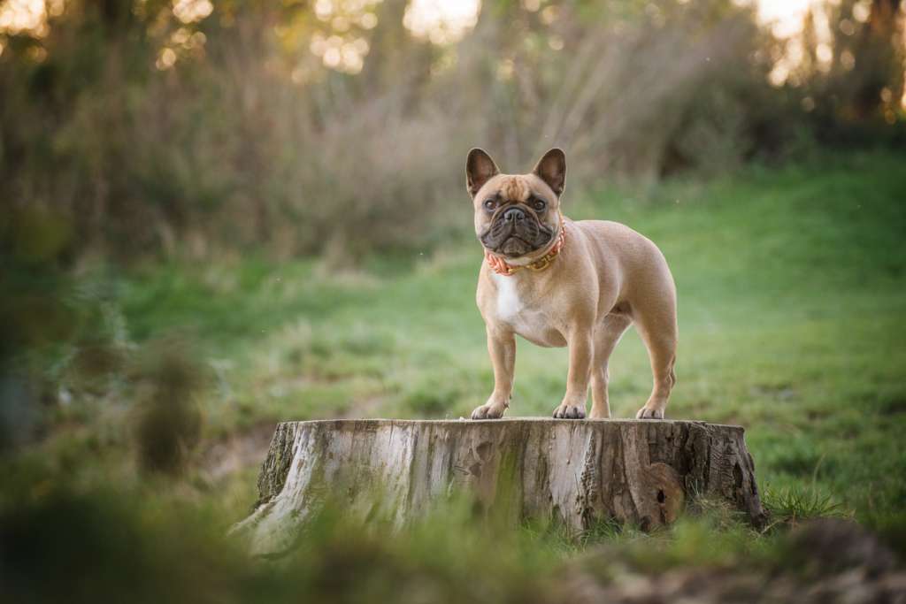 french bulldog on a stump
