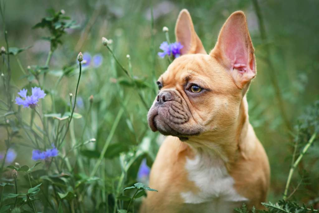 french bulldog in field of flowers