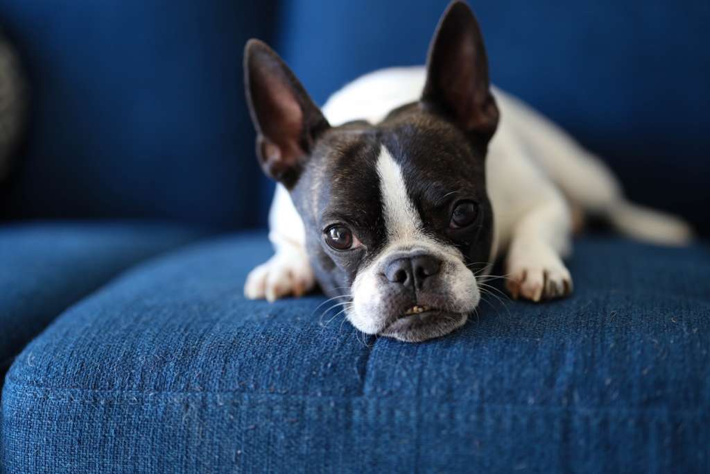 french bulldog on a couch