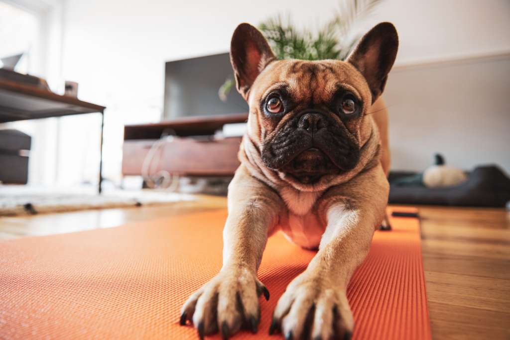 french bulldog stretching on a yoga mat
