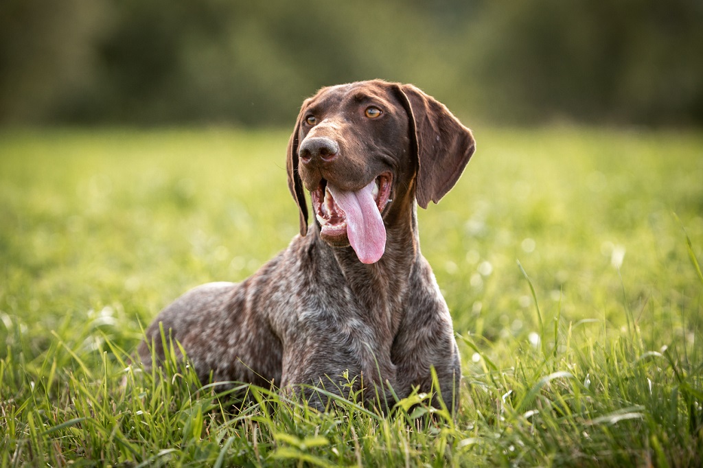 GSP with tongue out