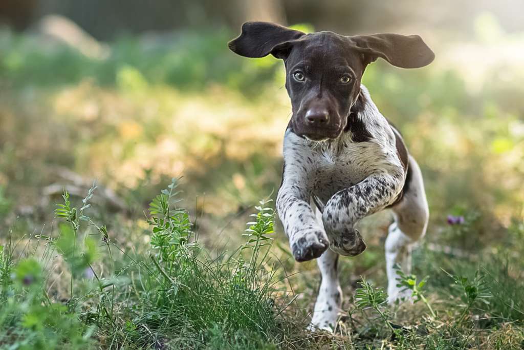 german shorthair pointer puppy running