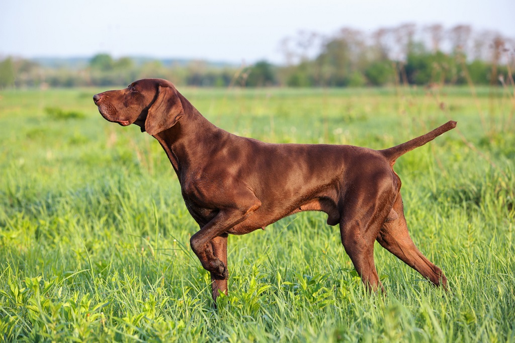 german shorthair pointer pointing in a field