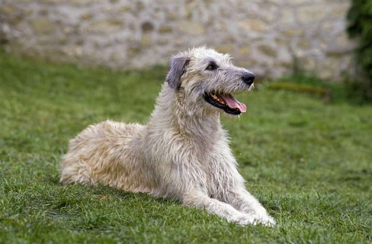 Irish Wolfhound Breed Information Guide: Photos, Traits, & Care - BARK Post