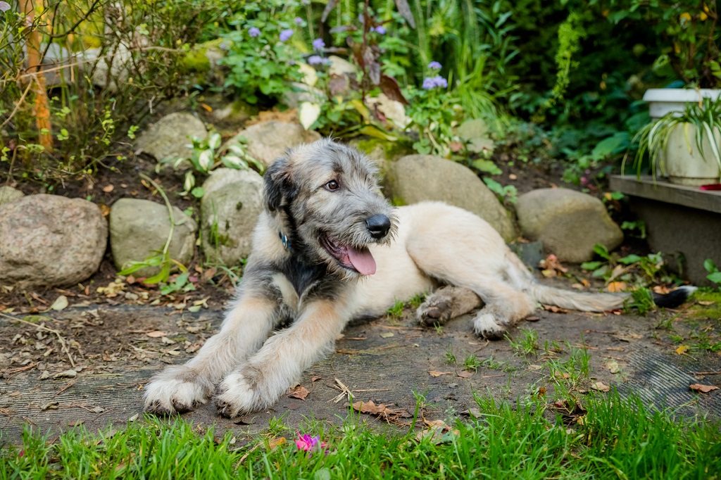 irish wolfhound puppy