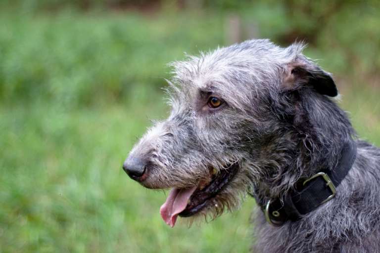 Irish Wolfhound Breed Information Guide: Photos, Traits, & Care - BARK Post