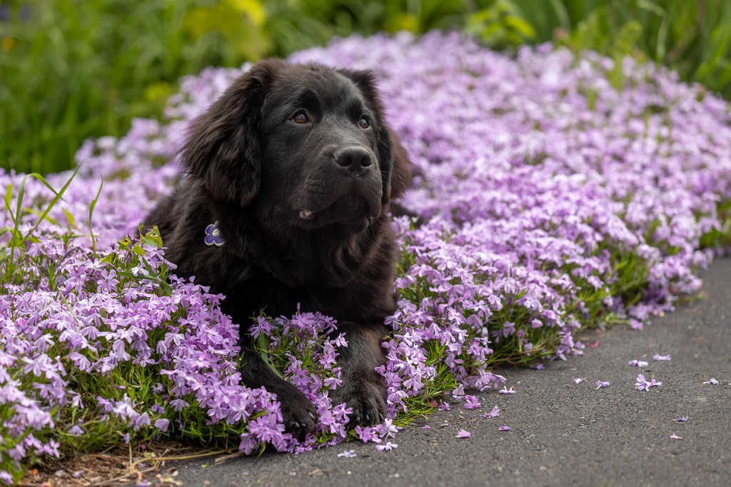 newfoundland in a flower patch
