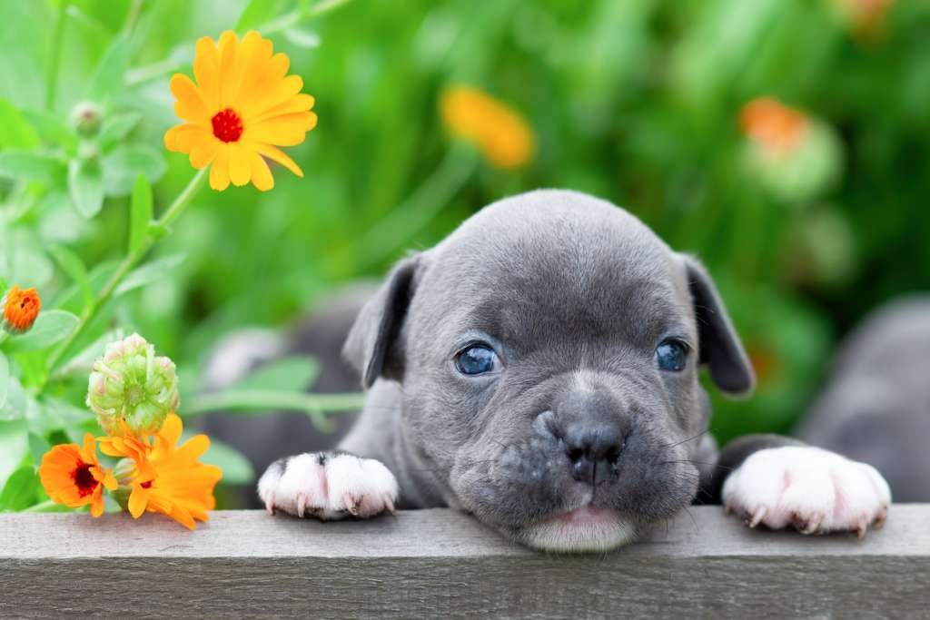 pitbull puppy next to a flower