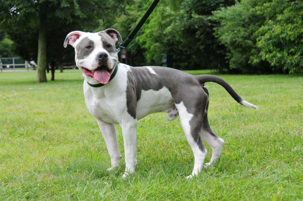 pittie walking on leash at the park