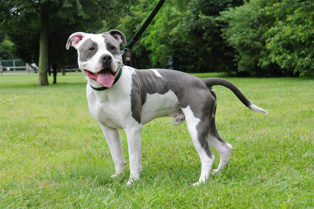 How Long Do Pit Bulls Live? - BARK Post