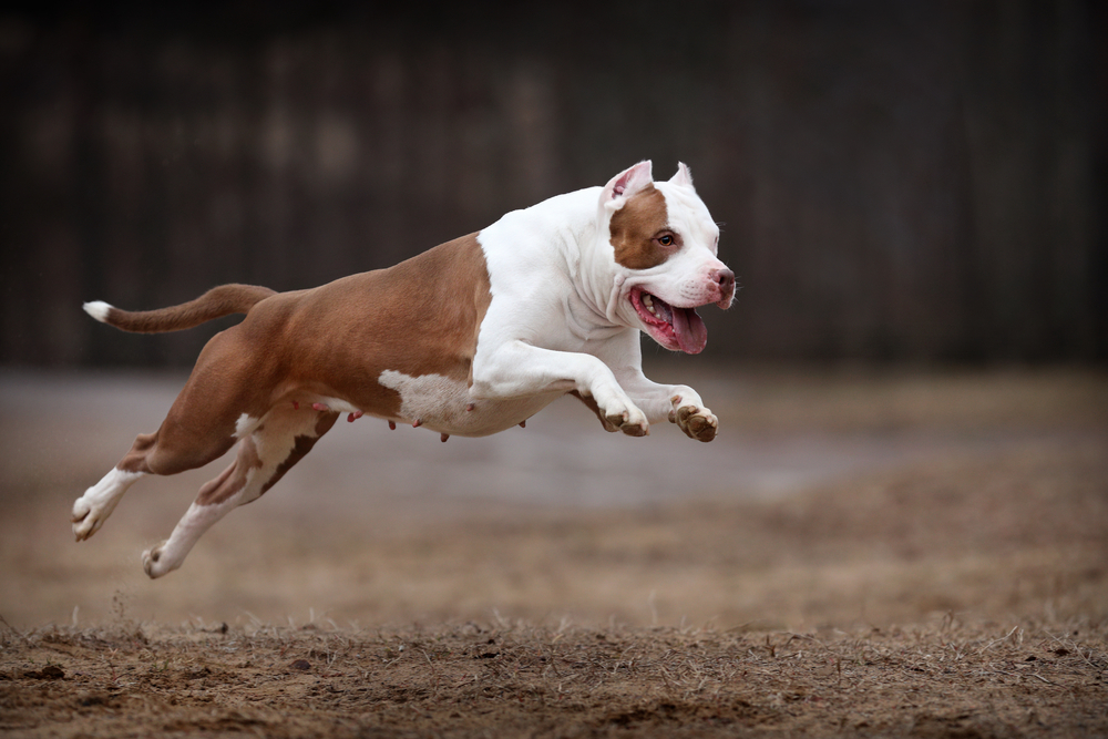 pit bull leaping through the air