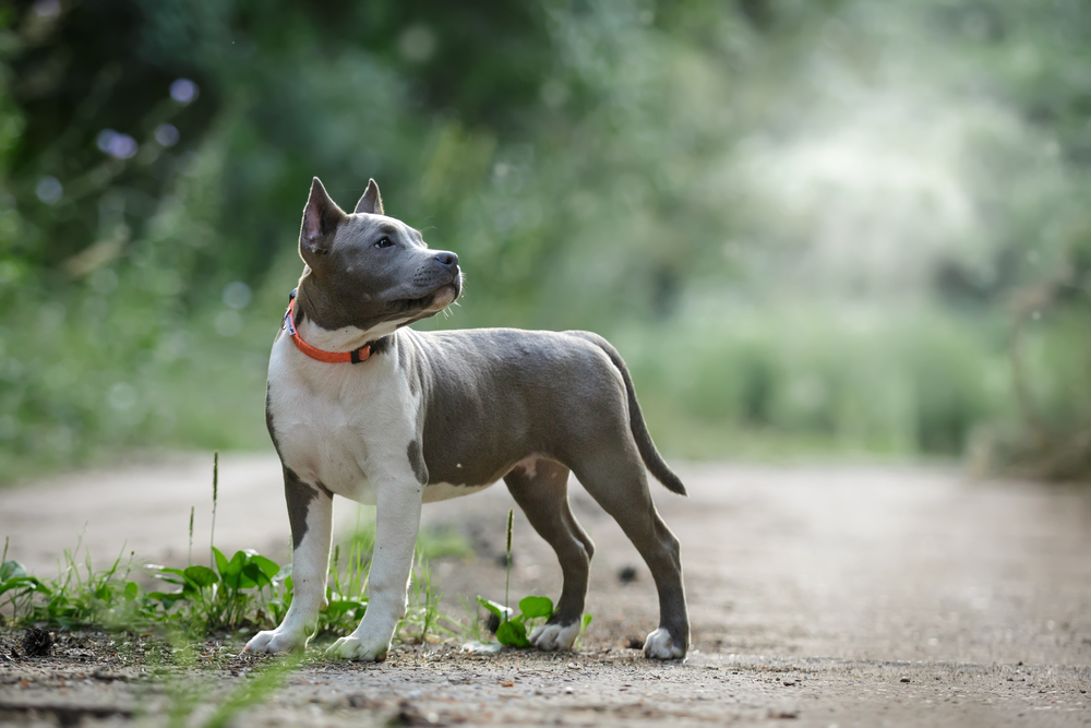 pitbull puppy with orange collar