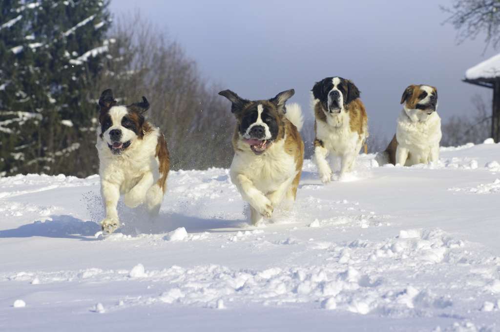st. bernards running in the snow