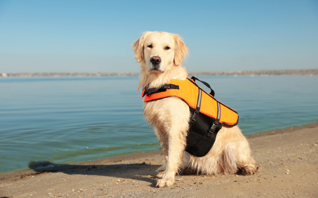 puppy in a life jacket