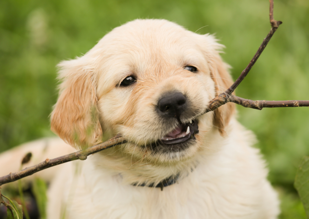 puppy chewing a stick